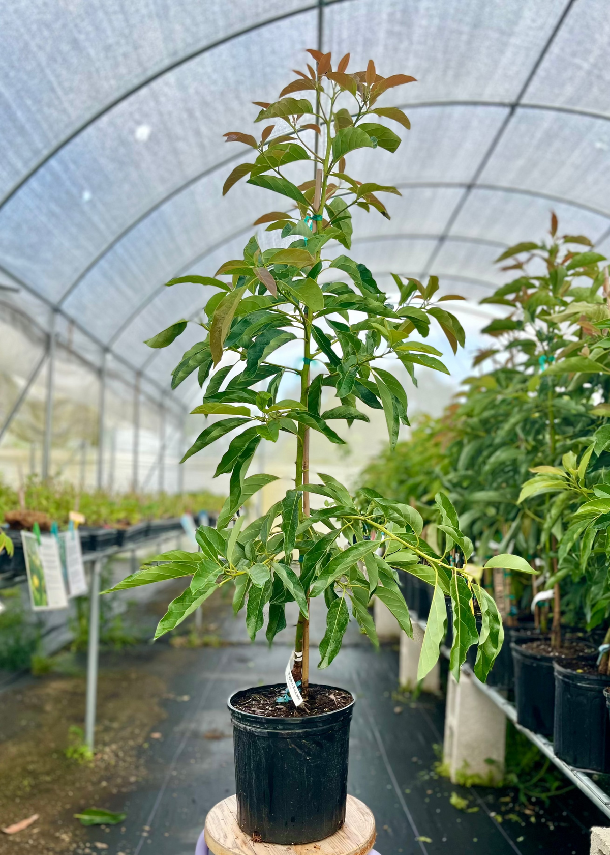 Avocado 'Brogdon' (Persia americana)