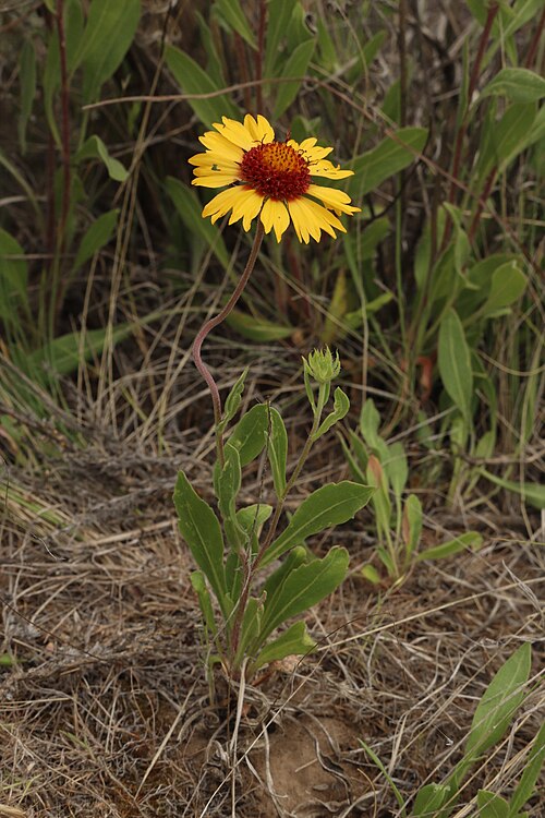 Gaillardia aristata Seeds - 25 Non-GMO Meriwether Blanketflower Seeds for Pollinator-Friendly Wildflower Gardens