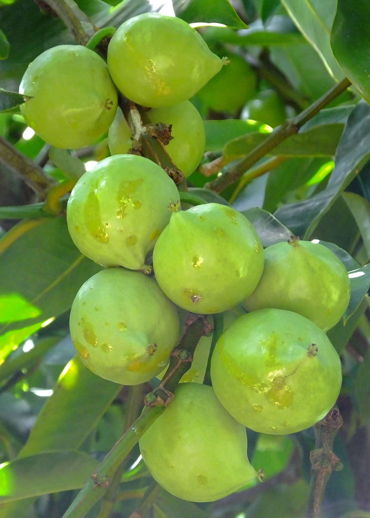 Gamboge (Garcinia xanthochymus)
