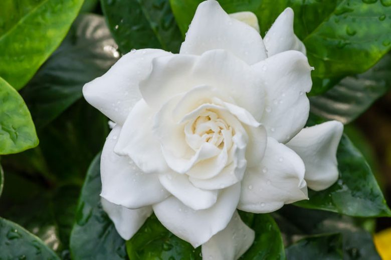 8 Gardenia Cuttings | Unrooted Stems | Fragrant White Flowers | Gardenia jasminoides | Ideal for Borders & Pots