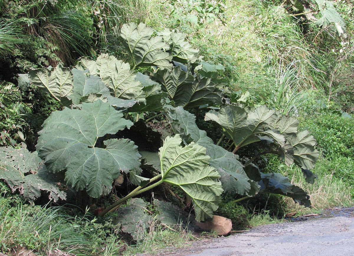 Giant Rhubarb Seeds 100 Pack | Gunnera tinctoria | Tropical Foliage for Water Gardens & Bog Zones | Fast-Growing Perennial