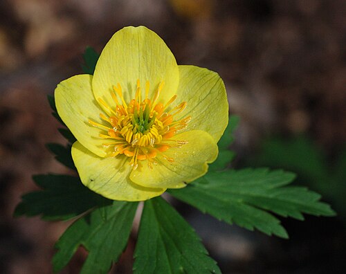 American Globeflower Seeds - Rare Perennial Wildflower - Trollius laxus albiflorus - 50 Seeds for Wetland & Shade Gardens