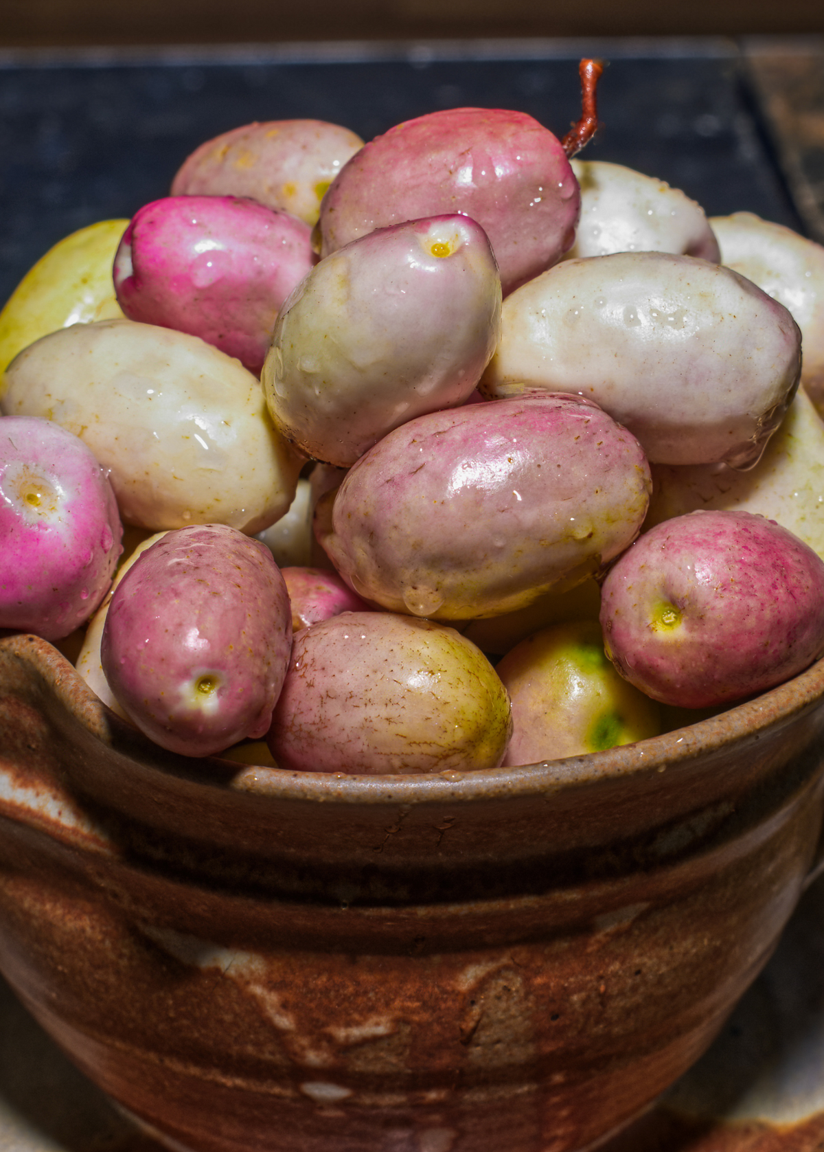 Gopher Apple (Geobalanus oblongifolius)