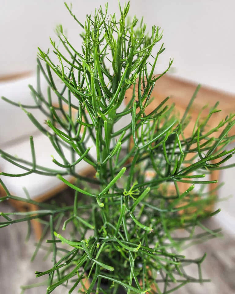 18 Pencil Cactus Cuttings - Euphorbia Tirucalli - Fresh Unrooted Stems for Easy Propagation - Fire Sticks Succulent