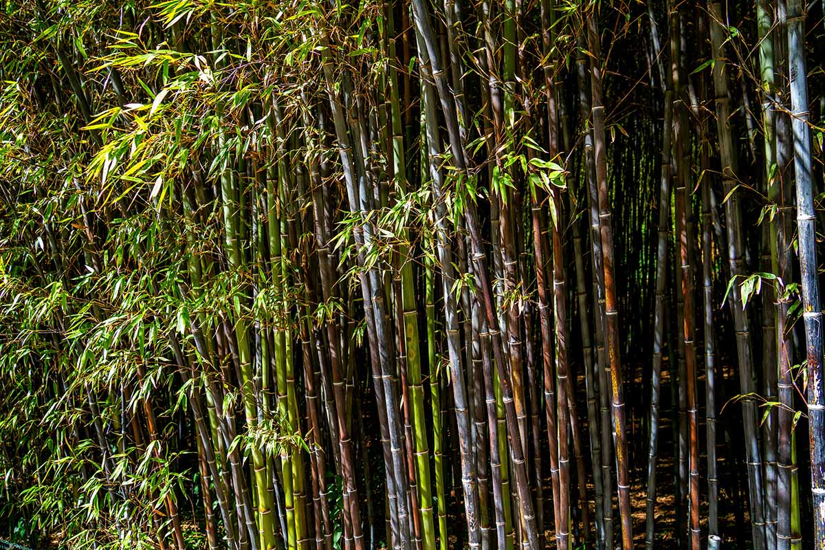 Live Black Bamboo Plant Starter, Multi-Cane, Rare Phyllostachys nigra, Fast Growing, Cold Hardy, Non-Invasive Ornamental Bamboo