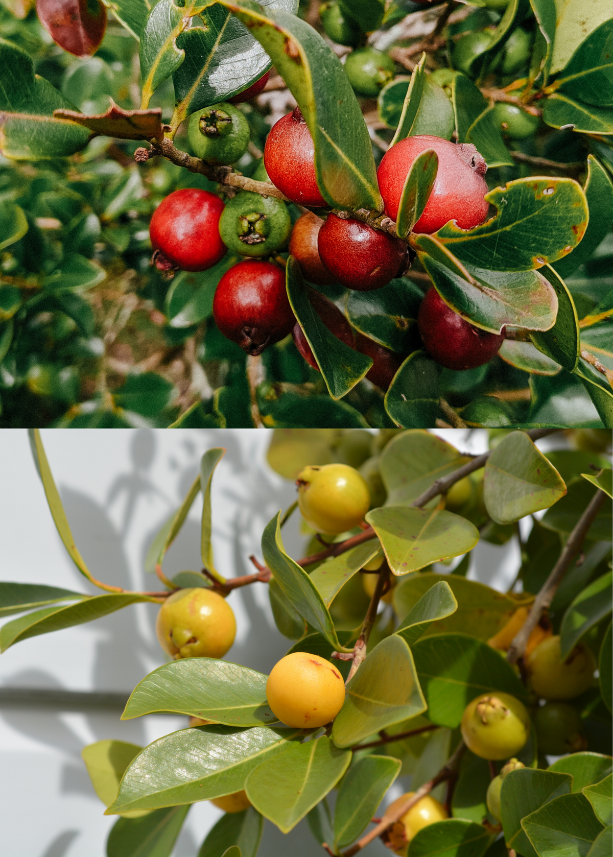Guava Bundle: Strawberry Guava & Lemon Guava