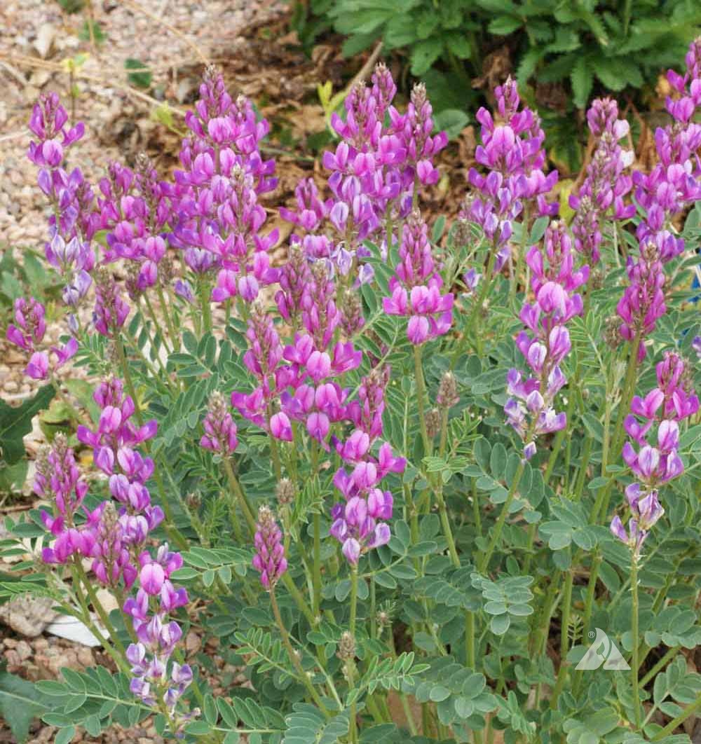 Hedysarum boreale Seeds – 25 Non-GMO Utah Sweetvetch Perennial Wildflower Seeds for Pollinator Gardens
