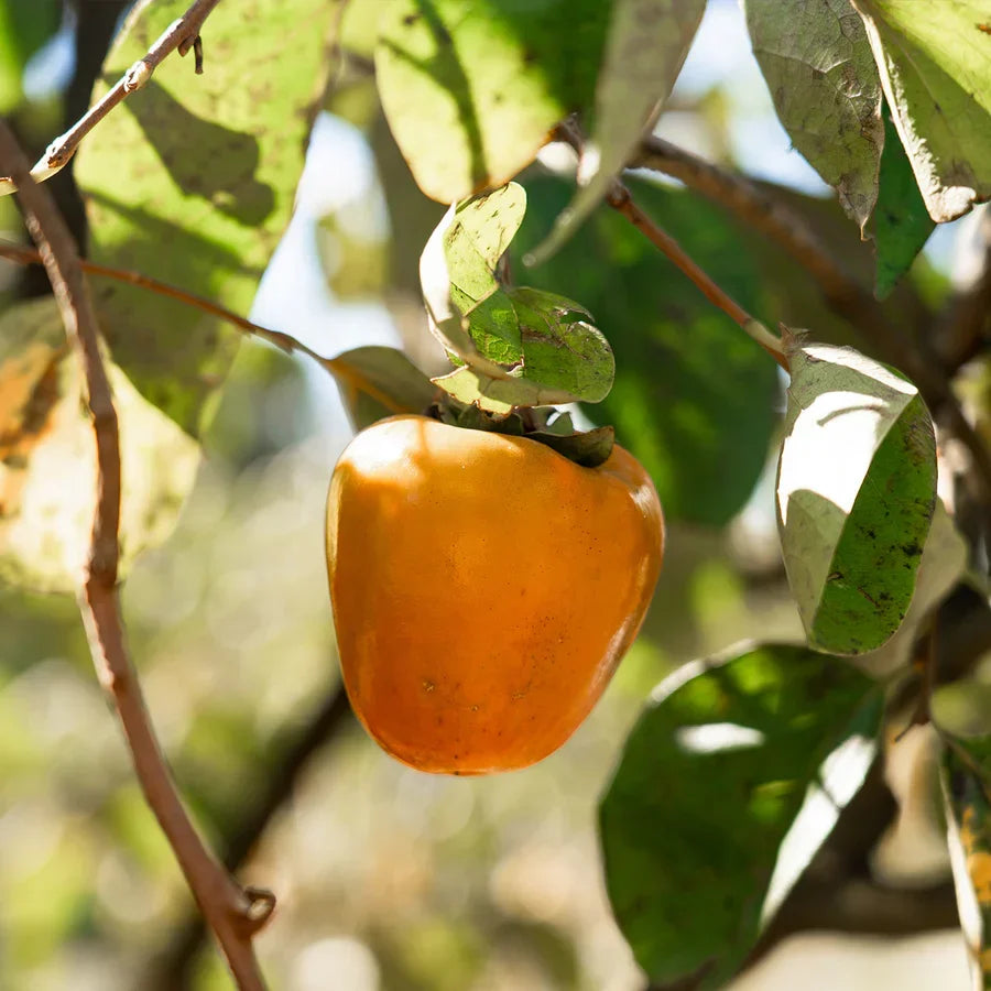Hachiya Persimmon Cutting 6–8” Unrooted Diospyros kaki Astringent Asian Persimmon for Rooting or Grafting