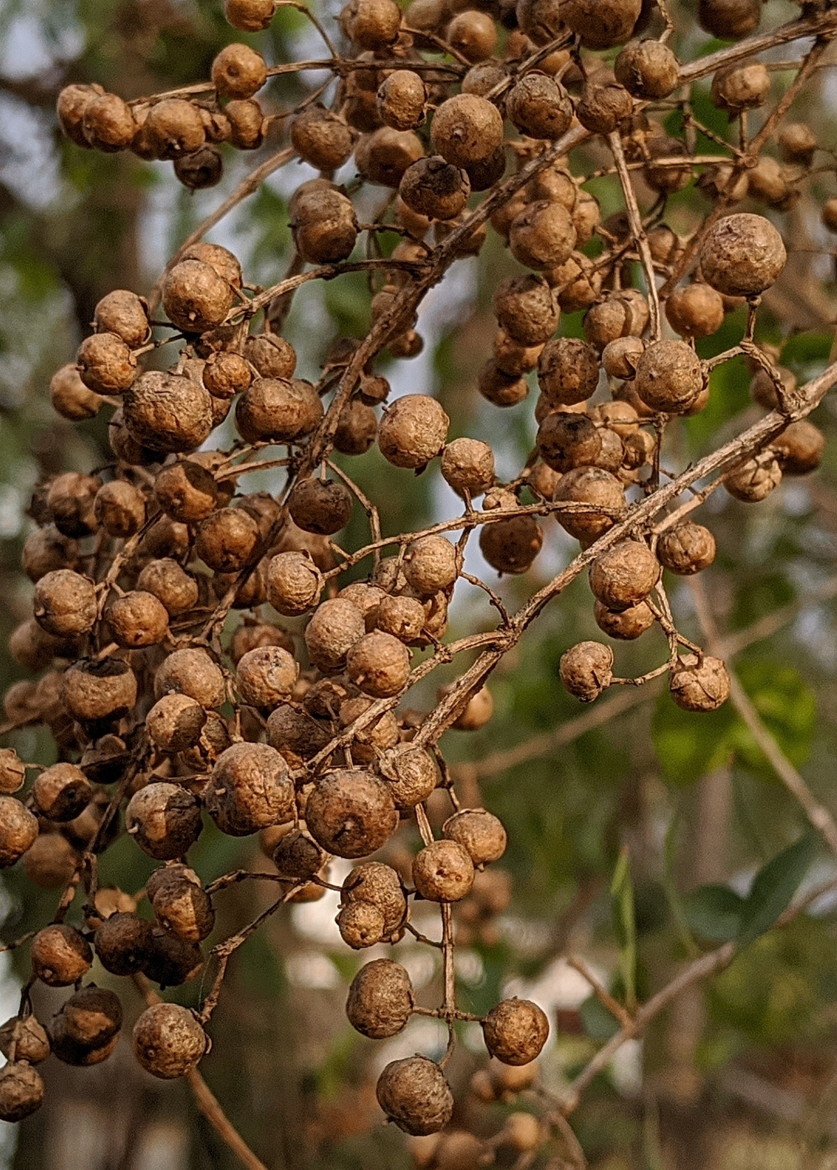 Henna (Lawsonia inermis)