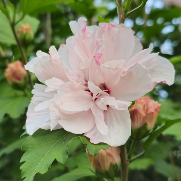 Live Double Rose of Sharon Plant | 1/2' Bare Root | Pink Flowering Hibiscus syriacus | Hardy Perennial Shrub for Garden