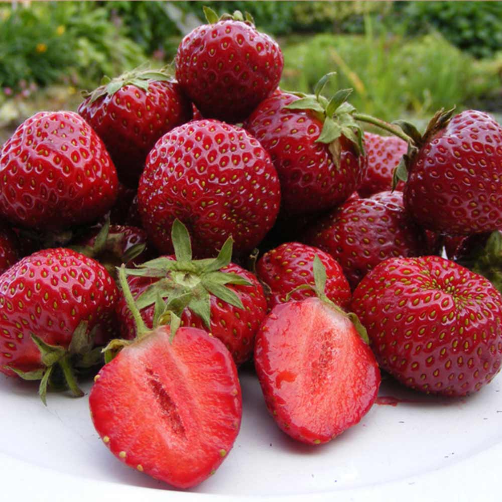 Honeoye Strawberry Plants (25 Bare Root) – June-Bearing, Sweet-Tart Berries – Cold Hardy Garden Fruit (Fragaria × ananassa)