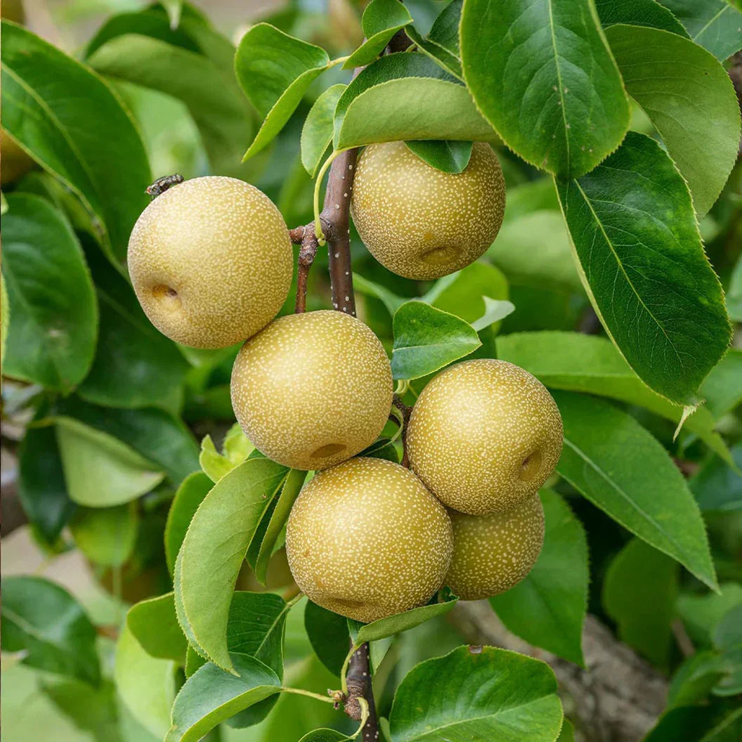 10 Unrooted Asian Round Pear Tree Cuttings – Pyrus pyrifolia – Fresh Scion Wood for Grafting, Rooting & Propagation