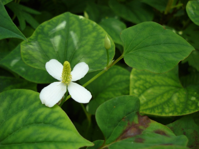 20 Bare Root Houttuynia Cordata | Fish Mint | Live Medicinal Herb Plant for Culinary Use - Diep Cá Rau Vấp Cá