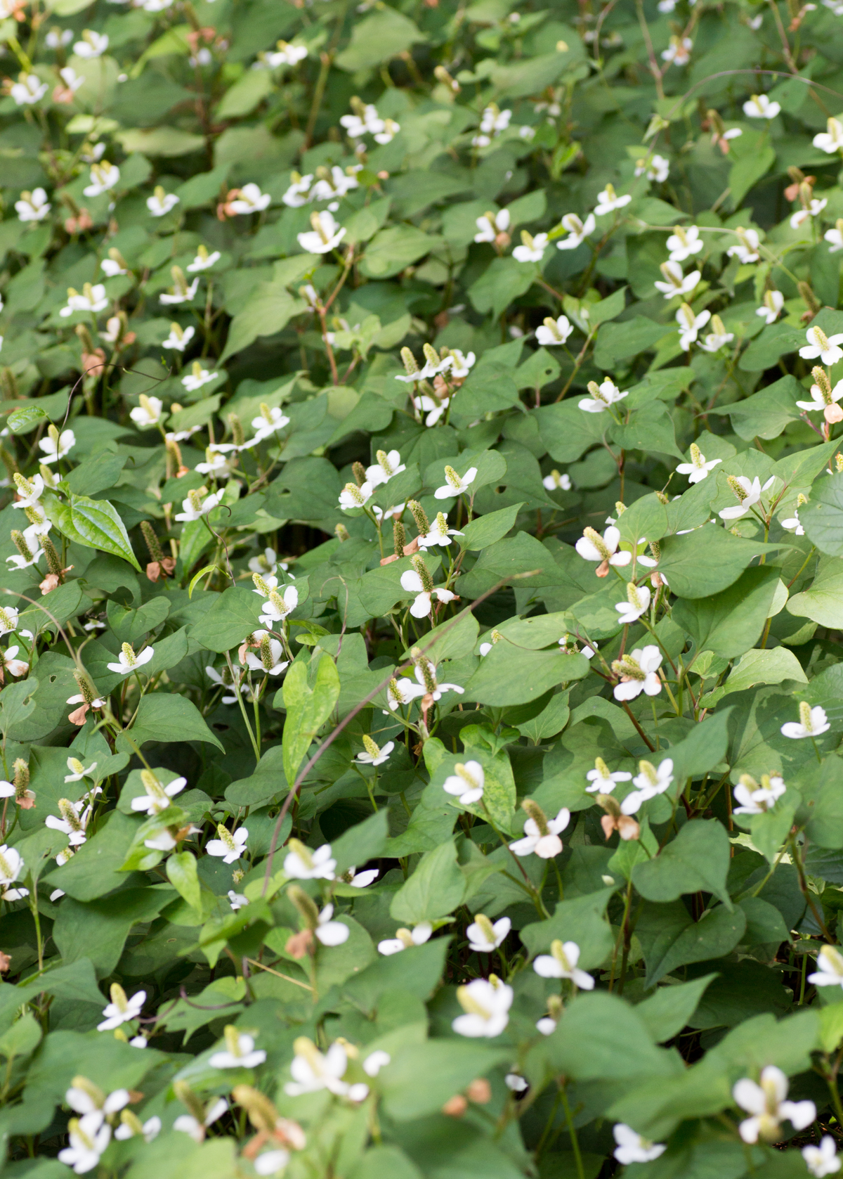 Giâp Cá, Fish Mint (Houttuynia cordata)
