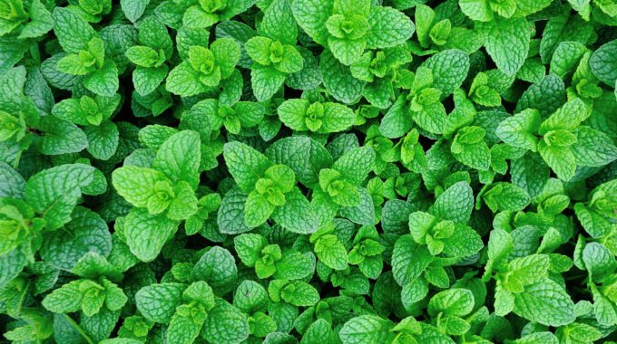 6 Hydroponic Peppermint Rooted Cuttings | Mentha × piperita | Live Herb Plants for Tea, Cooking, Aromatherapy