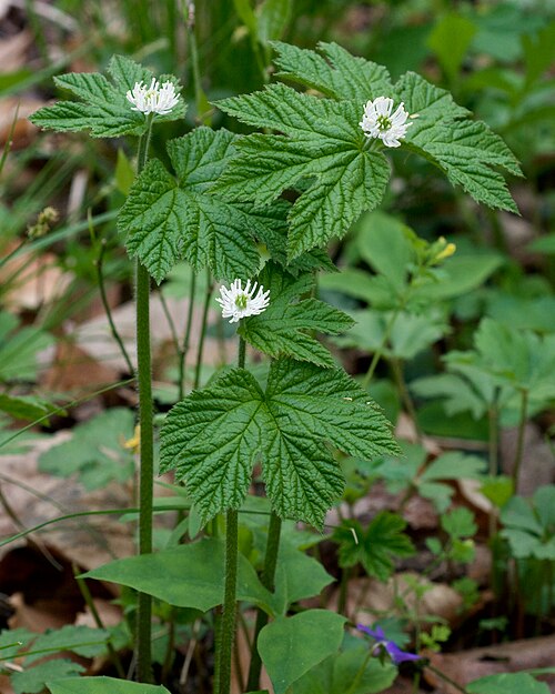 5 Live Goldenseal Roots – Hydrastis canadensis – Native Shade Perennial – Bare Root Medicinal Herb for Woodland Gardens