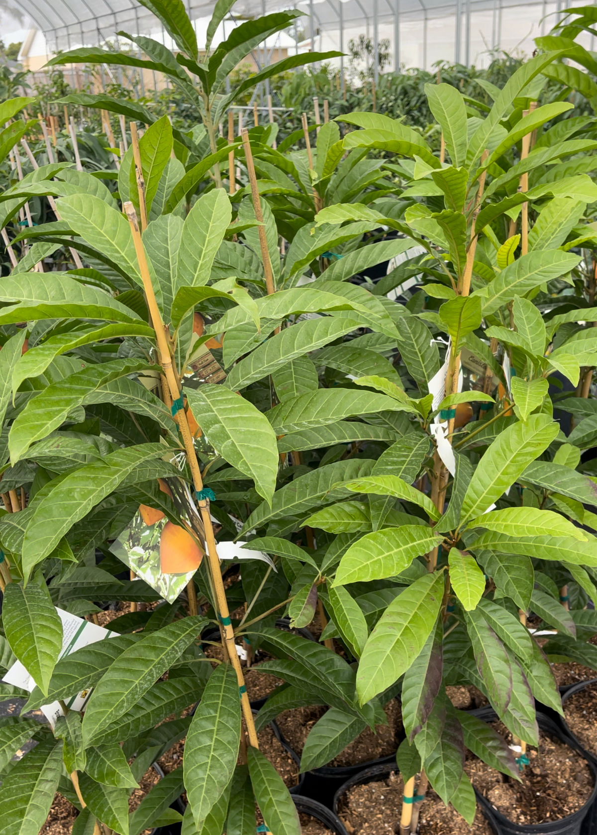 Canistel 'Bruce' (Pouteria campechiana)