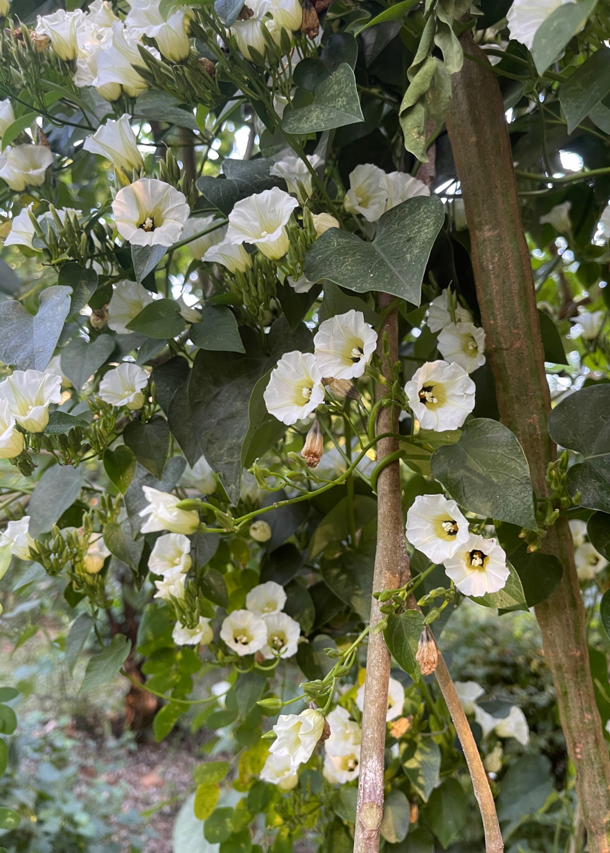 Shaman's Morning Glory, Ololiuqui (Ipomoea corymbosa)