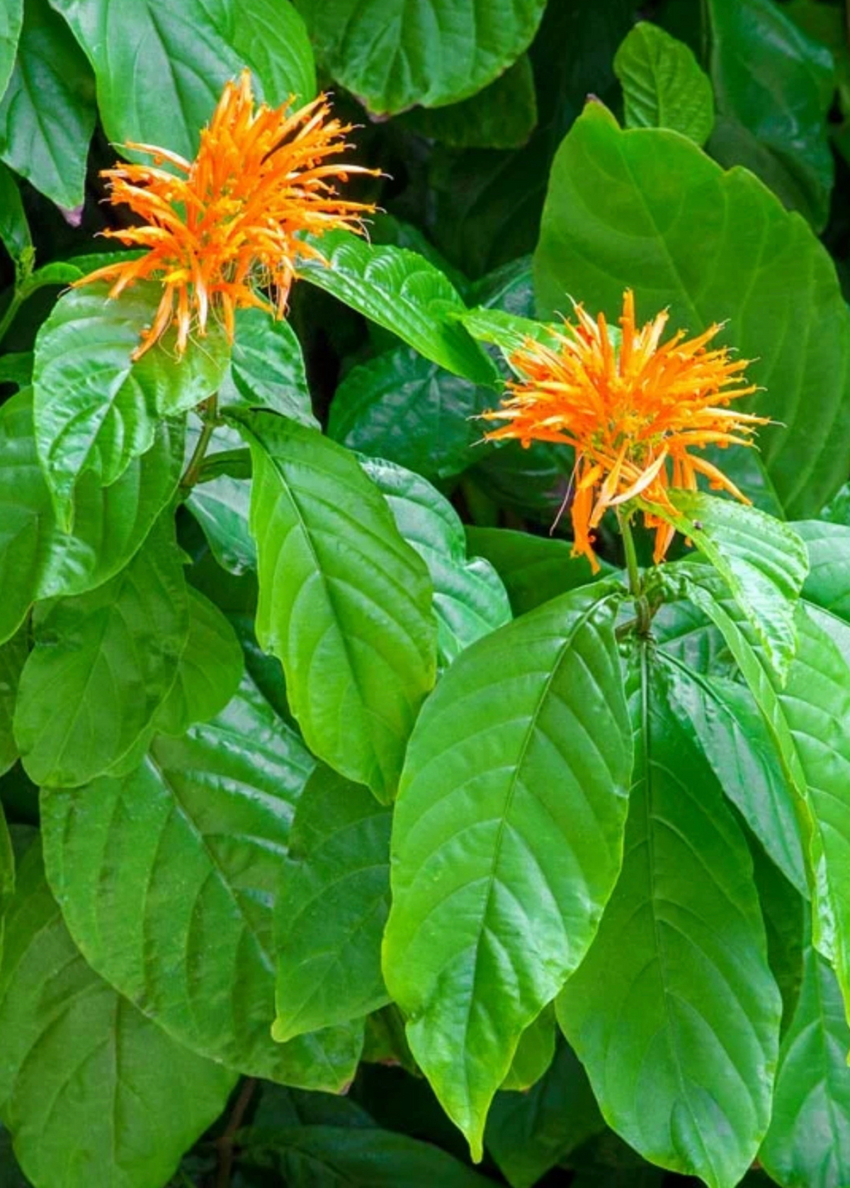 Muicle, Mexican Honeysuckle (Justicia spicigera)