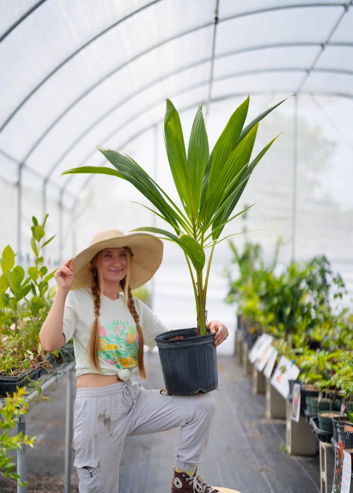 Coconut Palm Tree (Cocos nucifera)
