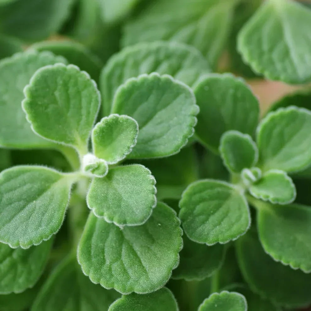 Vicks Plant Starter Set | 2 Live Plants | Plectranthus tomentosa | Aromatic Medicinal Herb for Indoor Gardening