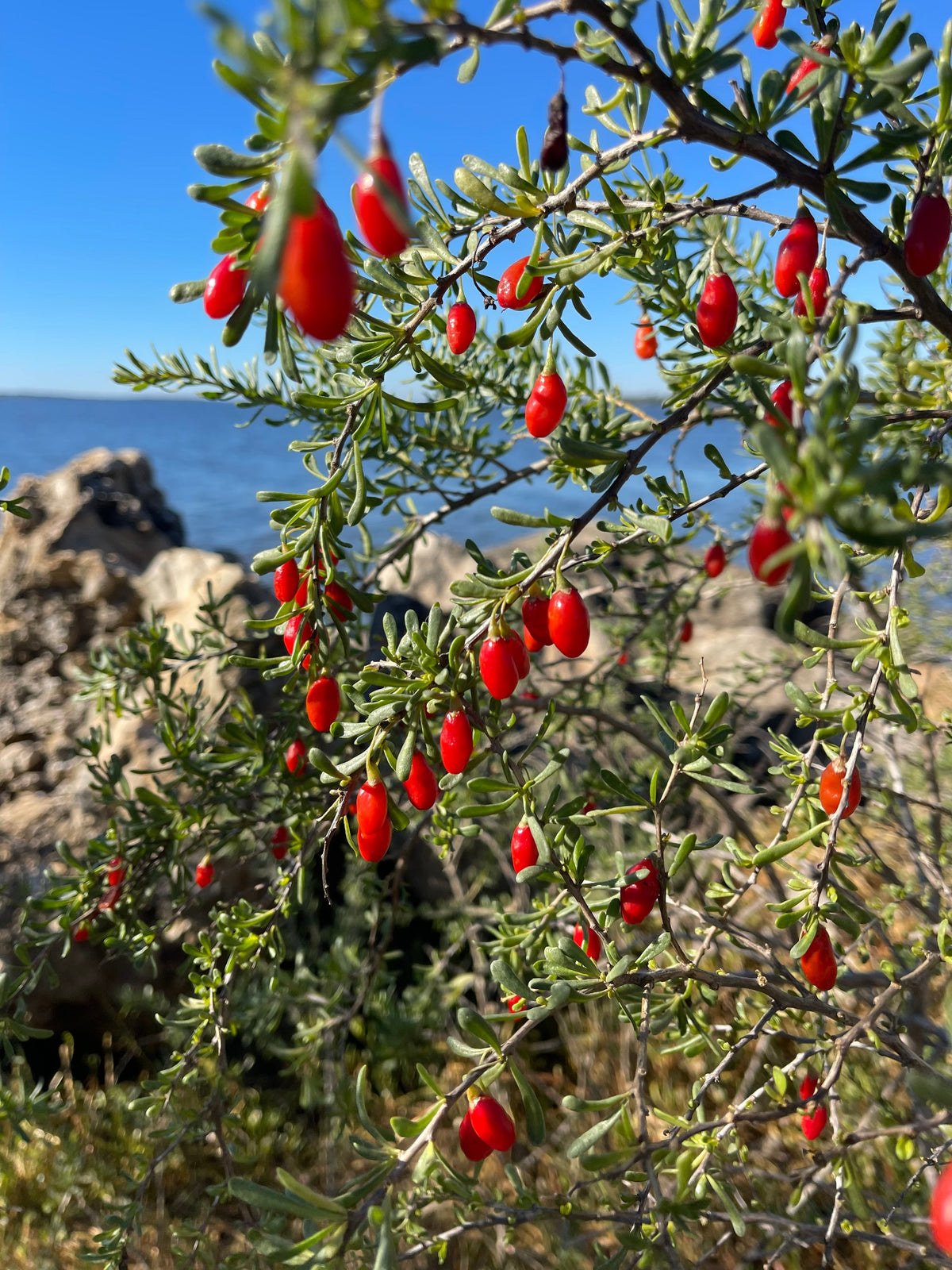 Christmasberry (Lycium carolinianum)