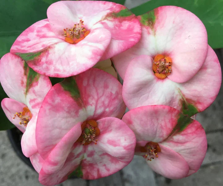 Rainbow Crown of Thorns Cutting | Unrooted Colorful Succulent | Euphorbia milii Thai Hybrid | Rare Ornamental Houseplant