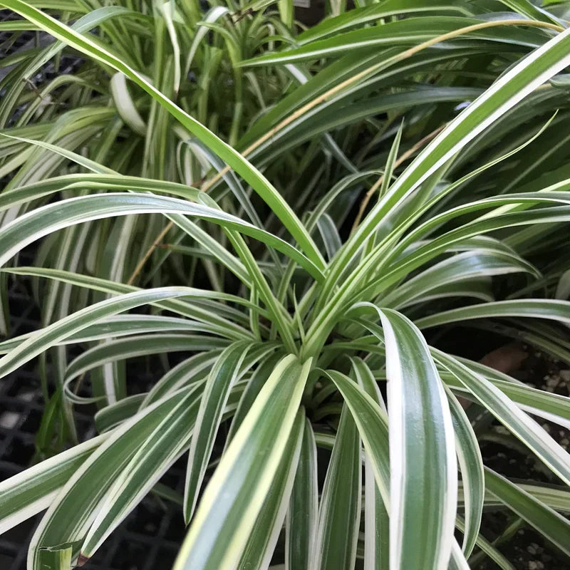2 Spider Plant Cuttings – Reverse Variegated – Chlorophytum comosum – Live Indoor Houseplant for Hanging Baskets & Pots