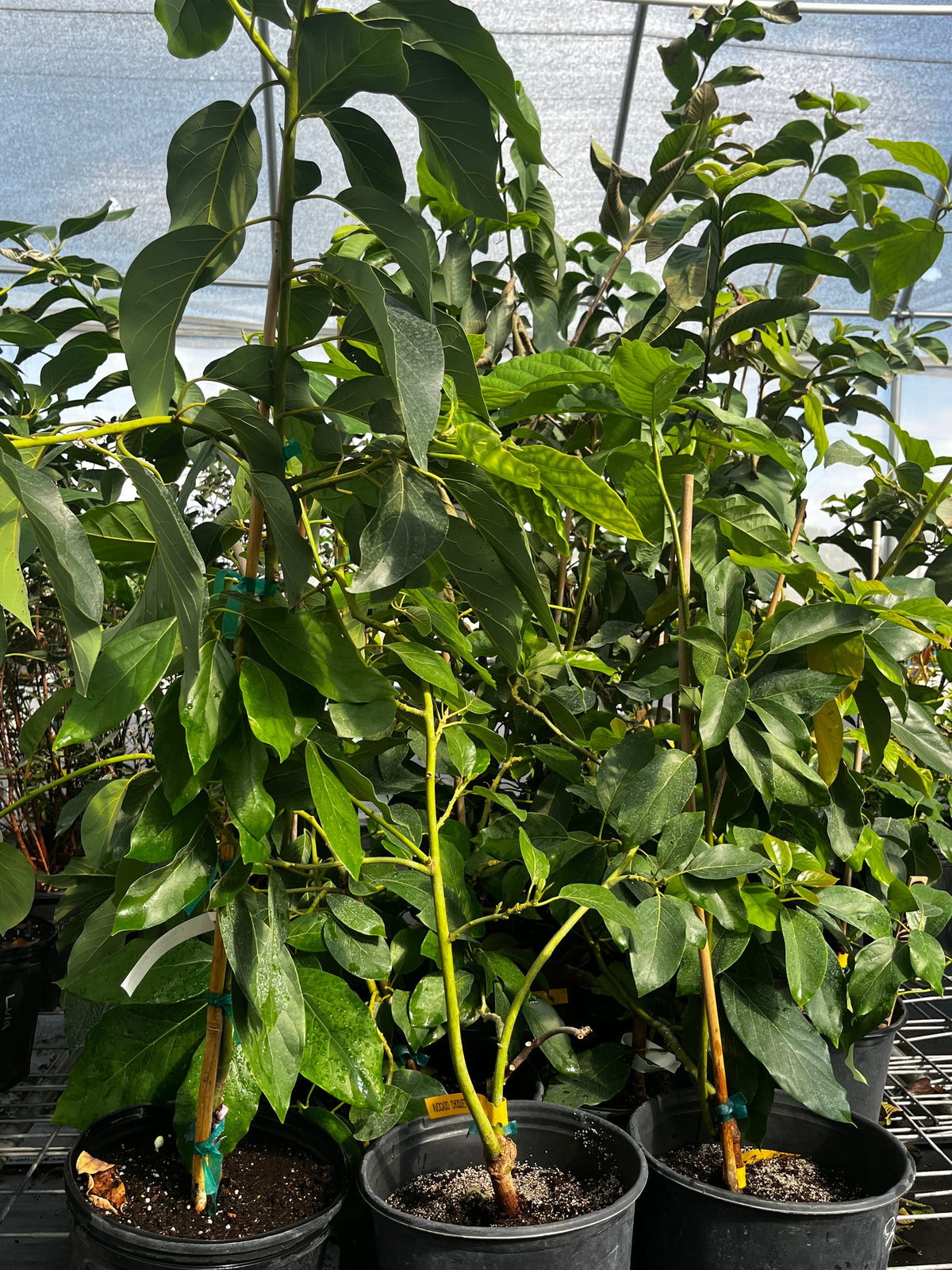 Avocado 'Choquette' (Persia americana)