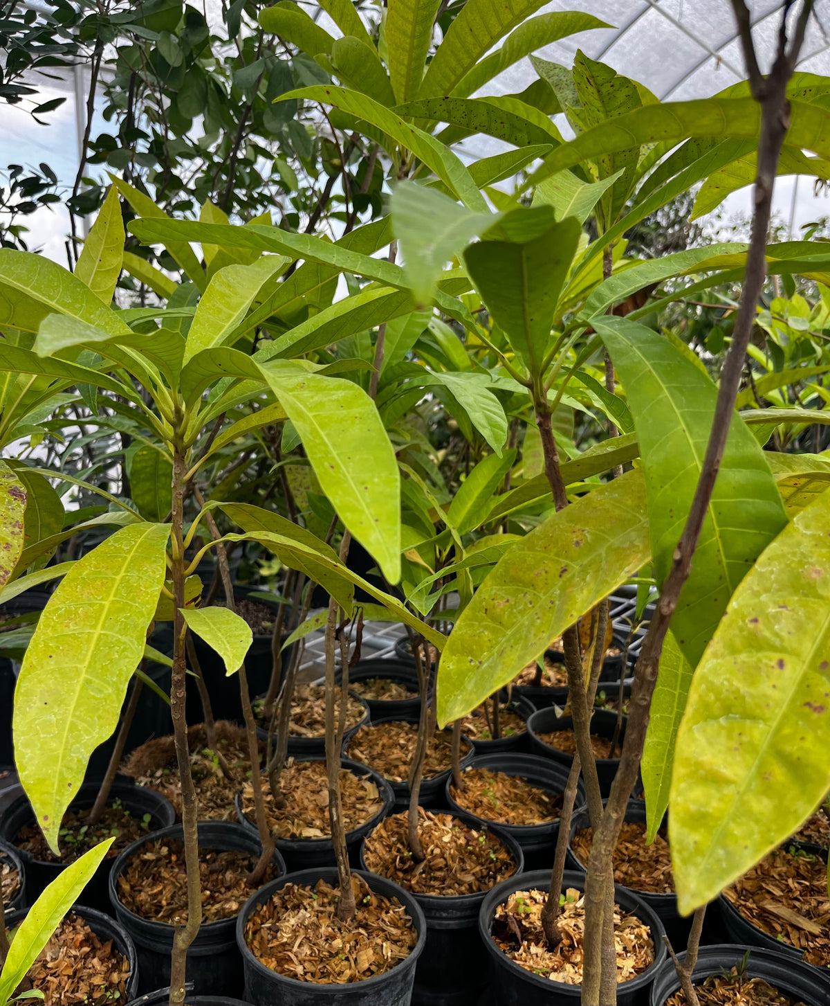 Canistel Seedling (Pouteria campechiana)