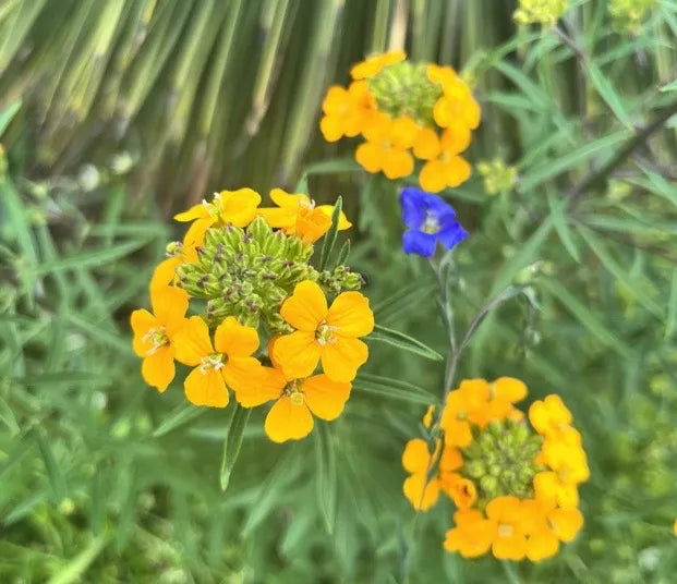 Erysimum capitatum Seeds - 100 Non-GMO Western Wallflower Perennial Seeds for Pollinator Garden & Meadow Plant