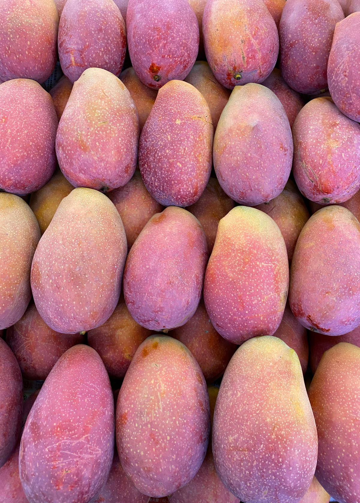 Mango 'Irwin' (Mangifera indica)