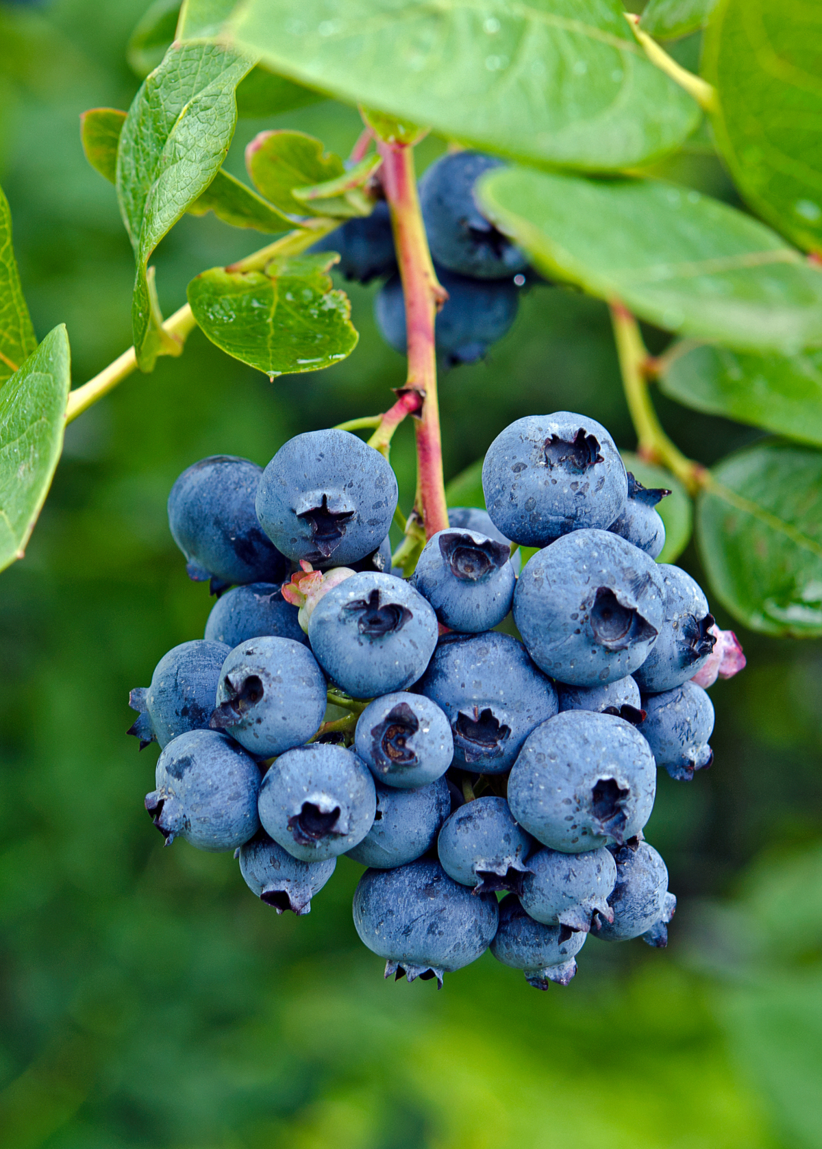 Blueberry 'Jewel' (Vaccinium corymbosum)