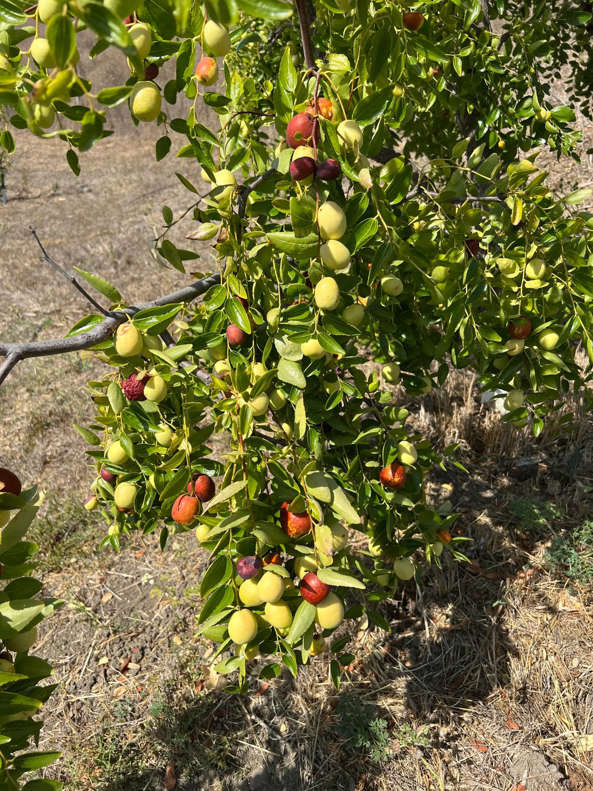 Unrooted Jujube Tree Cuttings 5pcs | Chinese Date | Ziziphus jujuba | Hardy Edible Fruit Tree for Planting
