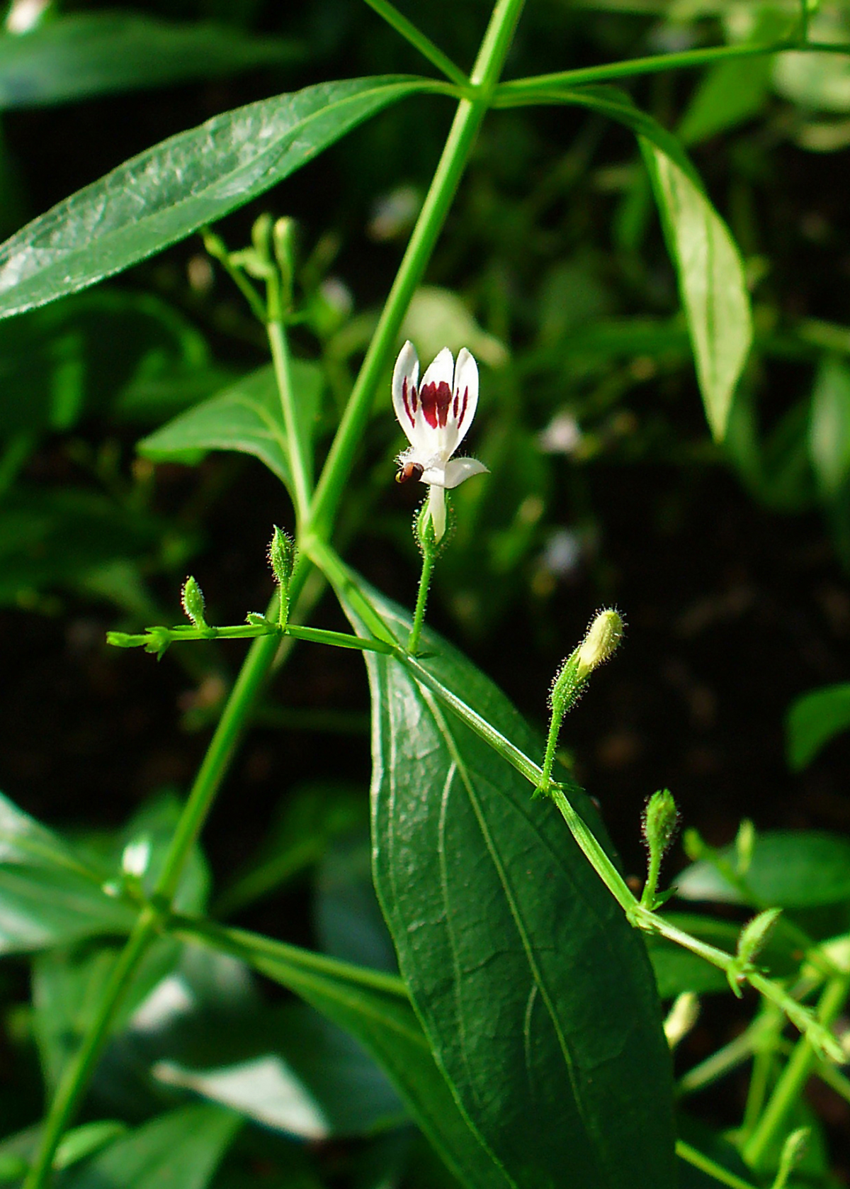 King of Bitters (Andrographis paniculata)