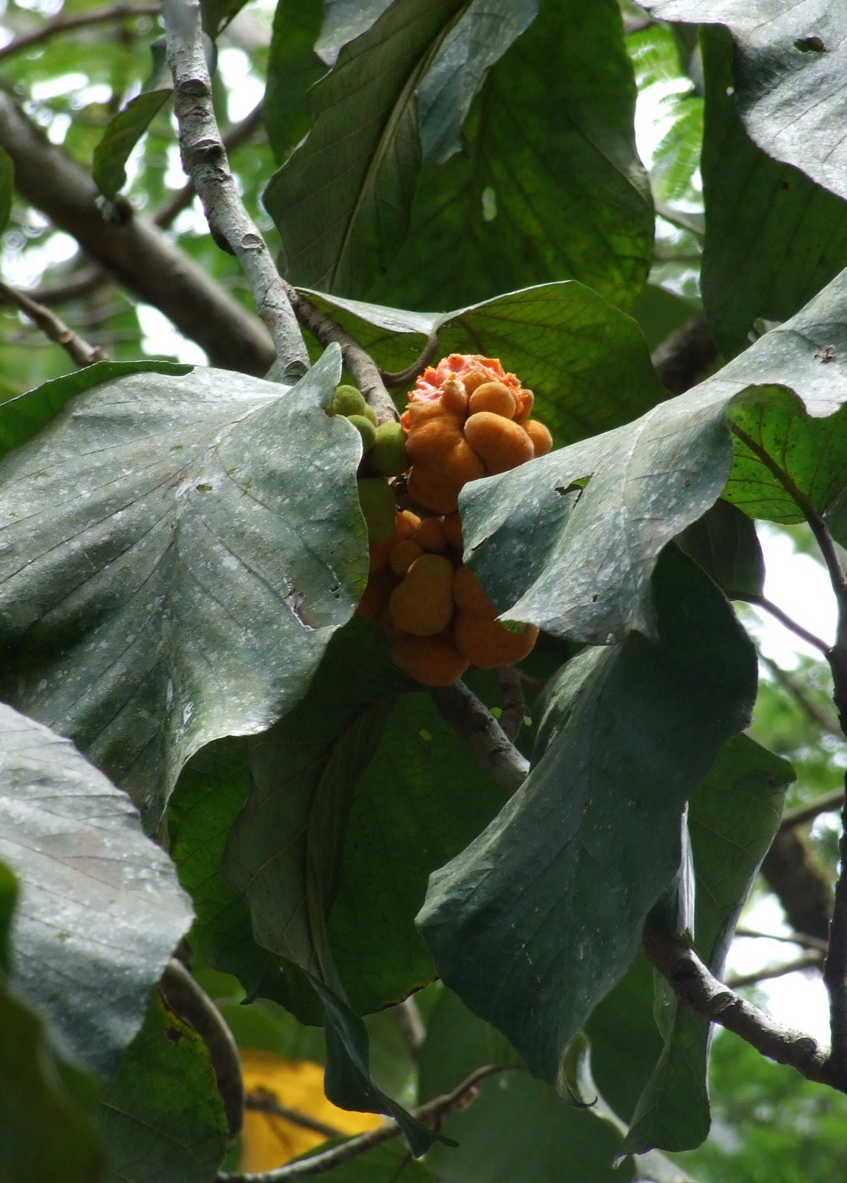 Lakoocha (Artocarpus lacucha)