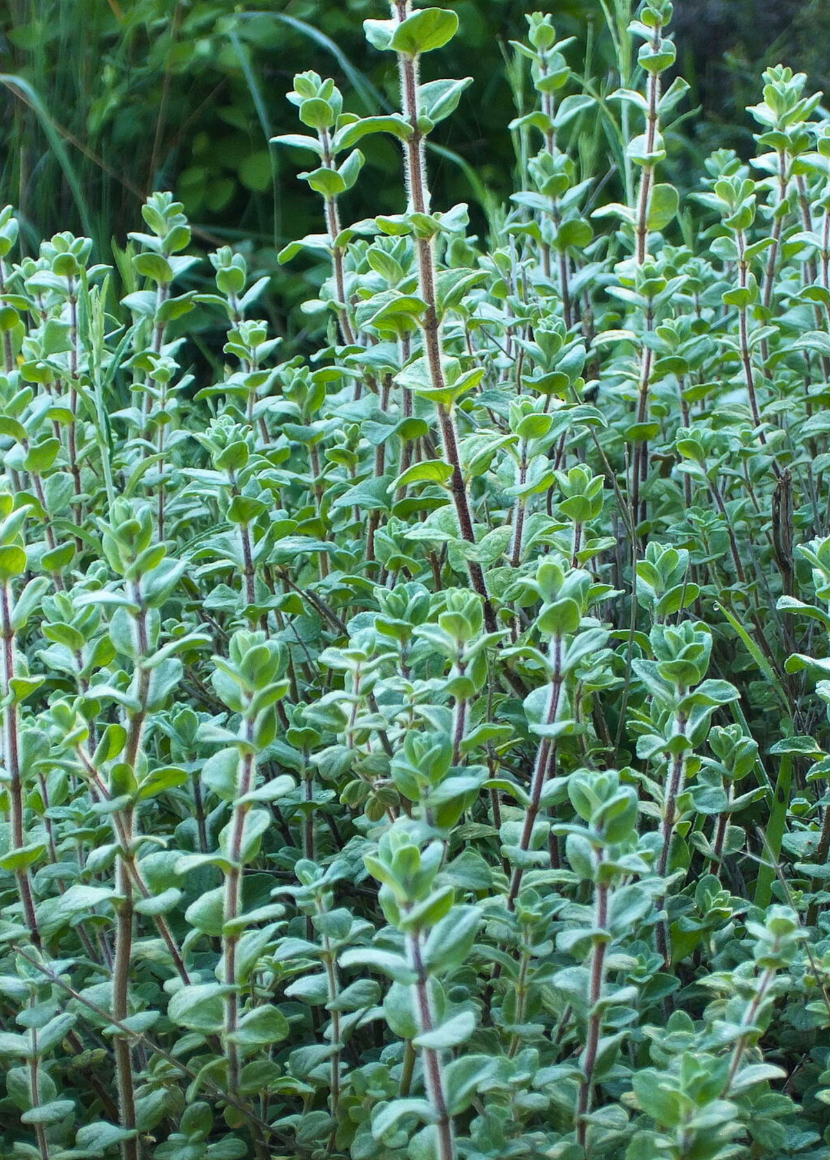 Lebanese Zaatar (Origanum syriacum)