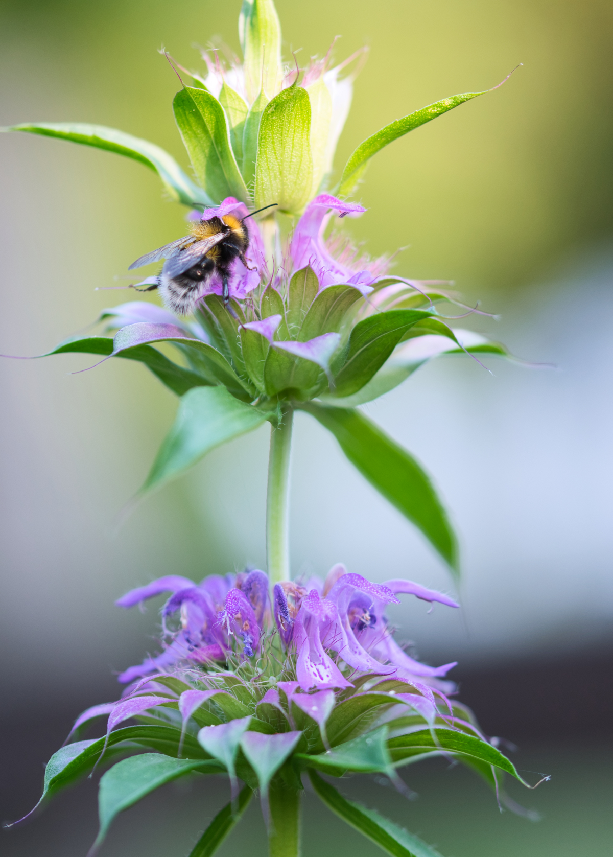 Bergamot 'Lemon' (Monarda citriodora)