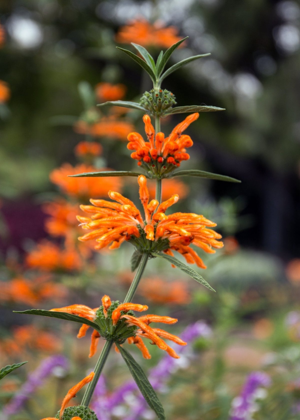 Wild Dagga (Leonotis leonurus)