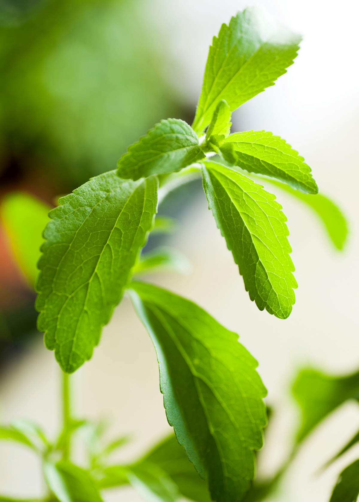 Stevia (Stevia rebaudiana)