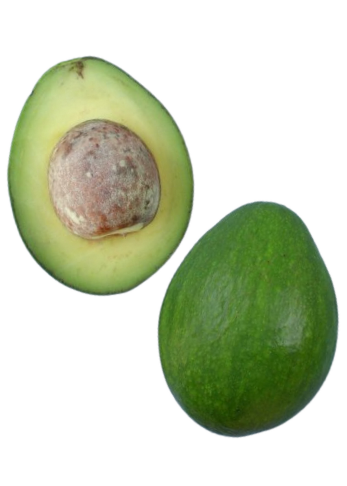 Avocado 'Lila' (Persia americana)