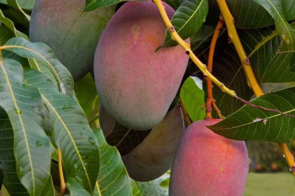 Haden Mango Tree Live Plant - Grafted 1-2 Feet - Mangifera indica - 3 Gallon Pot - Tropical Fruit Tree for Garden