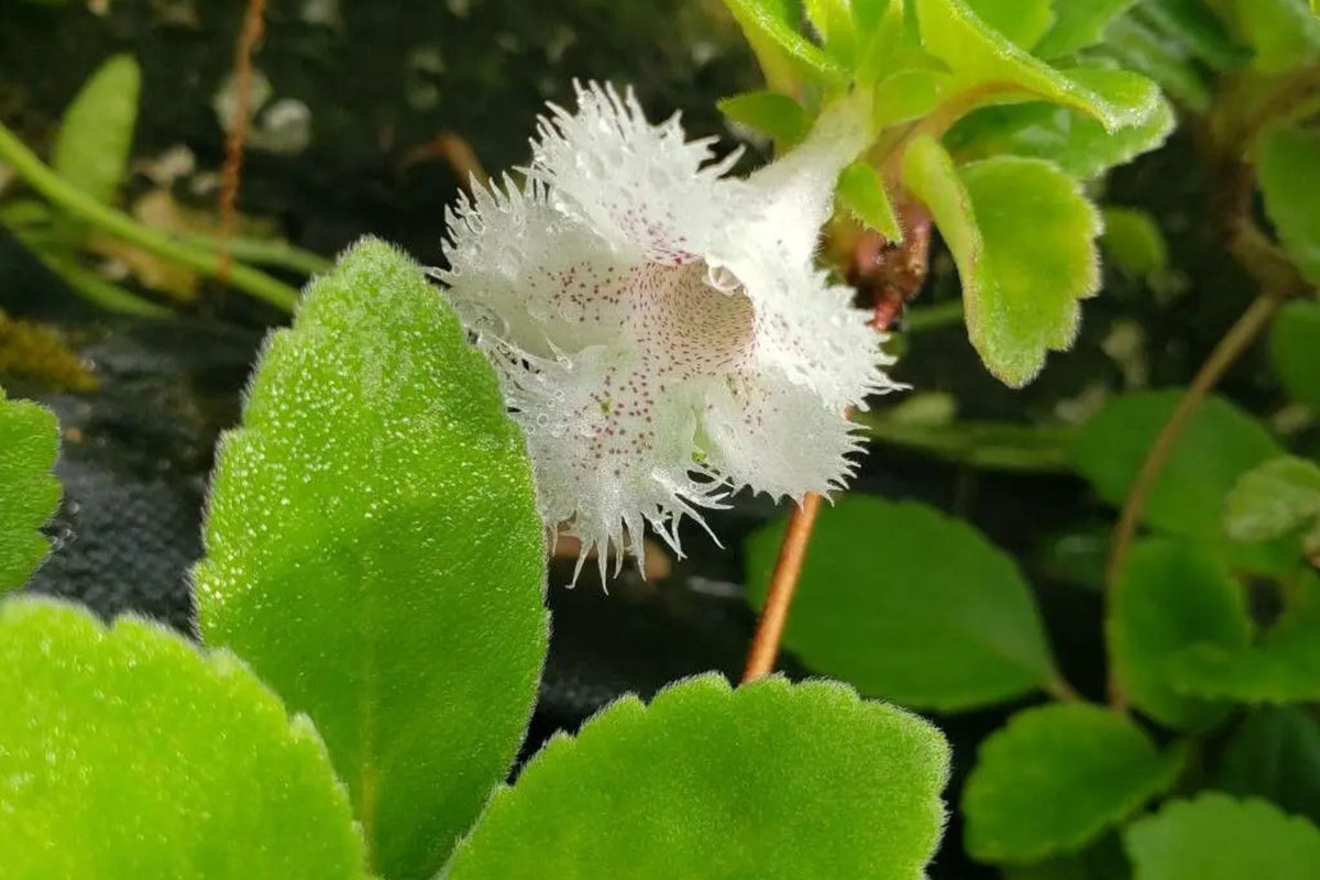 Alsobia dianthiflora Starter Plant | 1" Pot | Trailing Plant with Lacy White Blooms | African Violet Relative