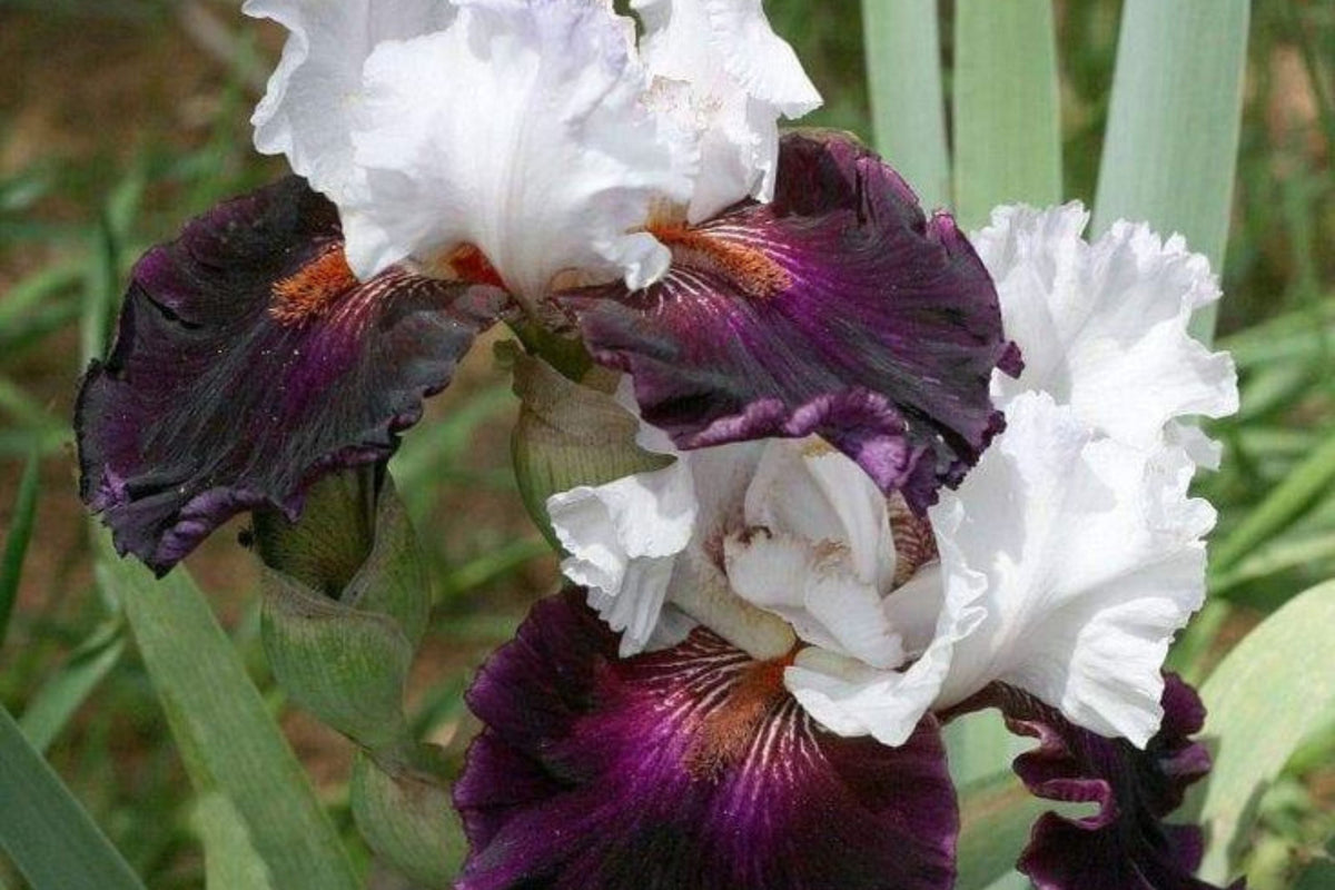 Bearded Iris Mixed 3 Bareroot Rhizomes - Colorful Perennial Plants - Iris germanica