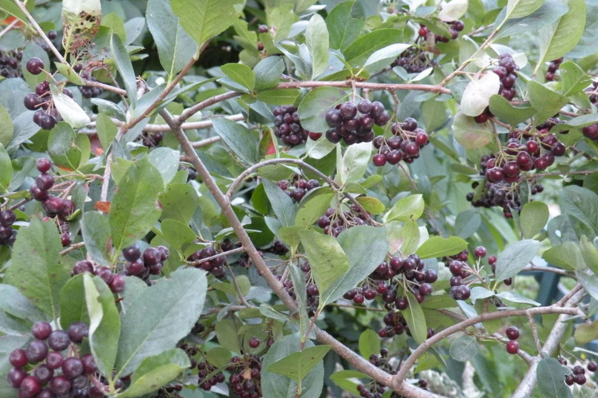 Aronia Tree Seedling 12-18" Black Chokeberry Bareroot Aronia melanocarpa - Native Eastern US Shrub for Garden
