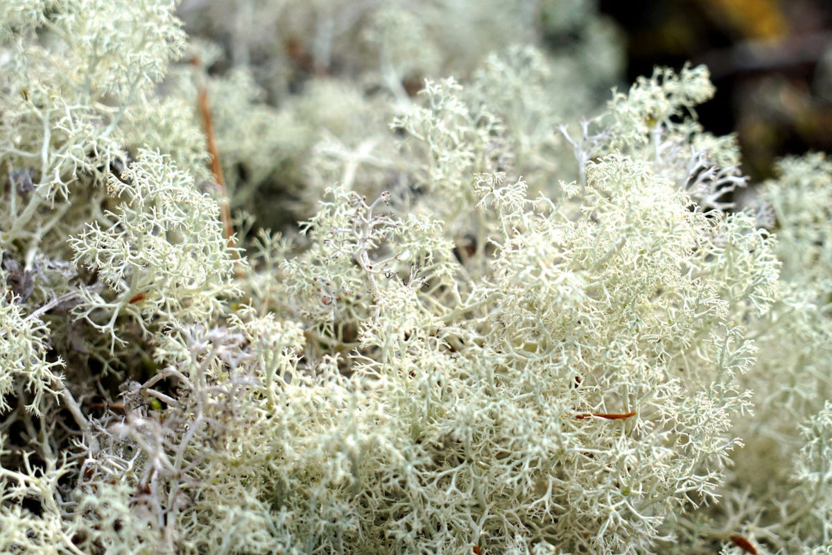 Lichen Bulk Box - 14"x7.5"x5" - Reindeer Moss & Natural Dried Lichen for Crafts, Decor, Terrariums - Cladonia spp.