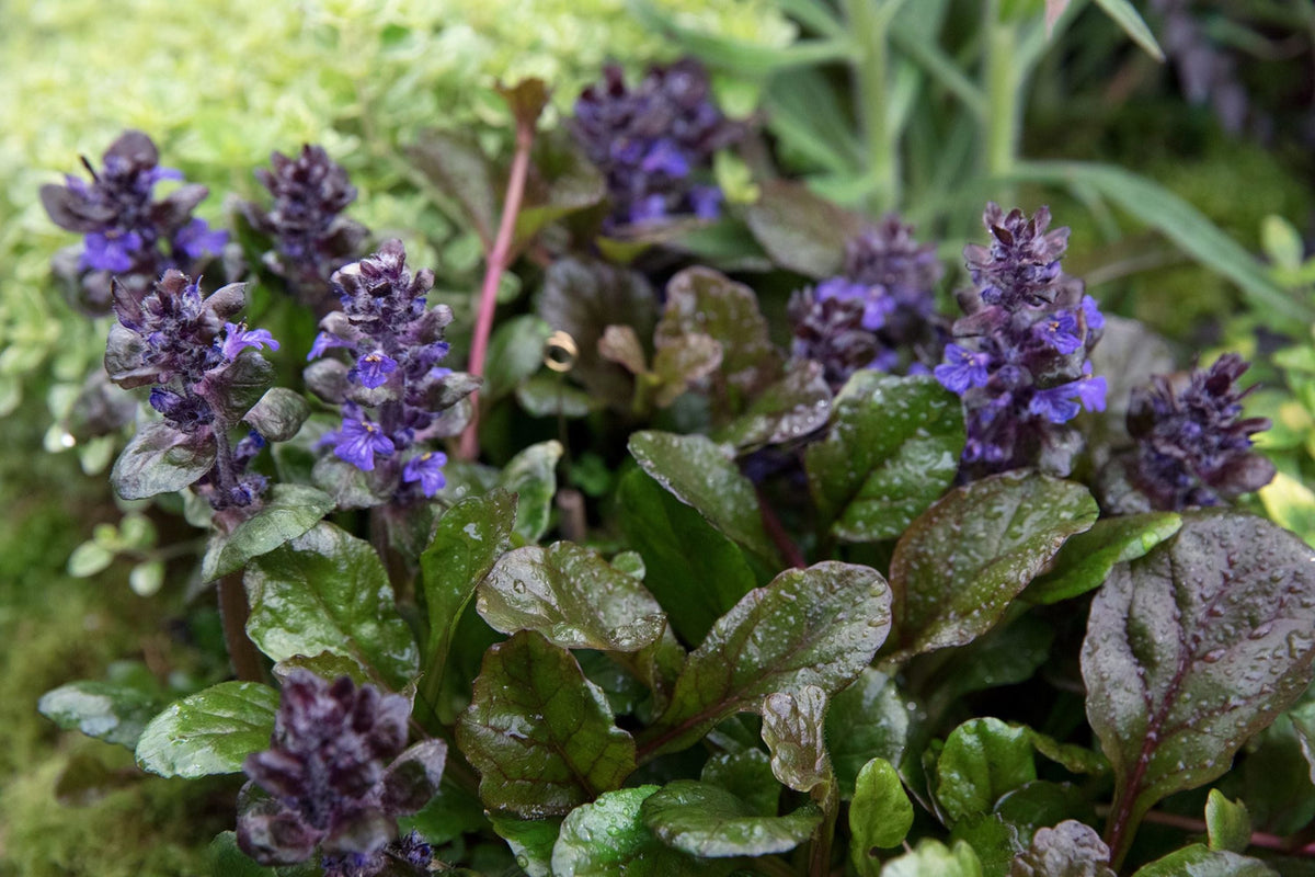 Ajuga Reptans Plantlets - 12 Bare Root Bugleweed Ground Cover - Fast-Growing Perennial, Purple Flowers, Low Maintenance