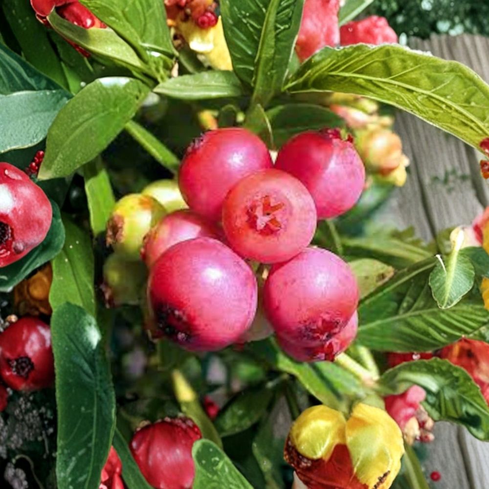 Blueberry Bush ‘Pink Lemonade’ Live Plant | Edible Pink Berries | Vaccinium ‘Pink Lemonade’ | #3 Container Grown