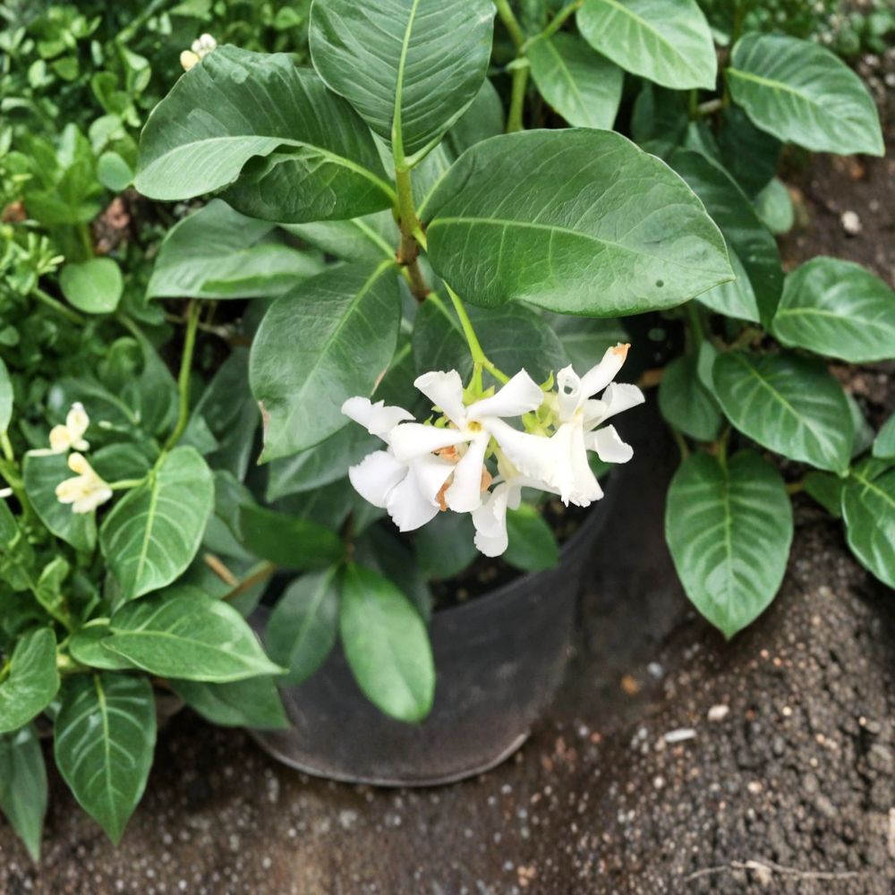 Madison Confederate Jasmine Plant - 3 Gallon Live Vine - Cold Hardy Climber - Trachelospermum jasminoides ‘Madison’