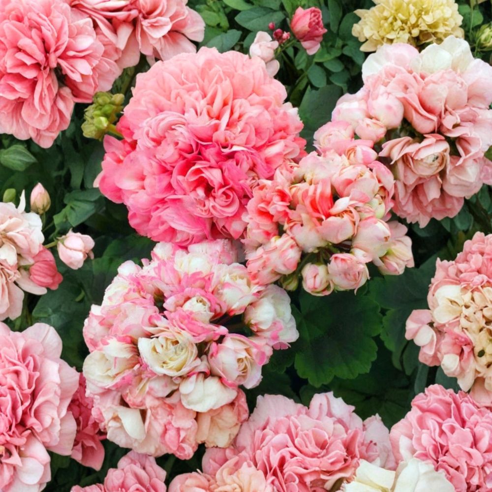 Appleblossom Geranium Seeds - 15 Seeds - Pink Zonal Geranium - Pelargonium Hortorum - Fast Blooming, Easy to Grow for Patio & Garden